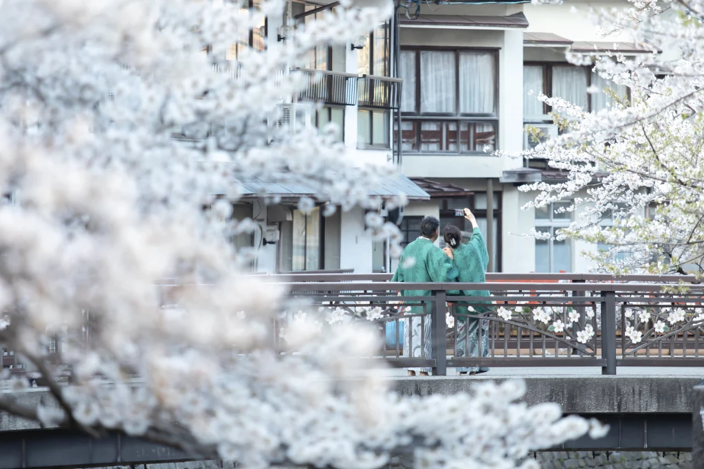 満開の桜に囲まれた城崎温泉の大谿川沿いを浴衣で歩く二人